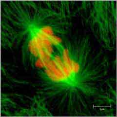 Illuminateur fluorescence